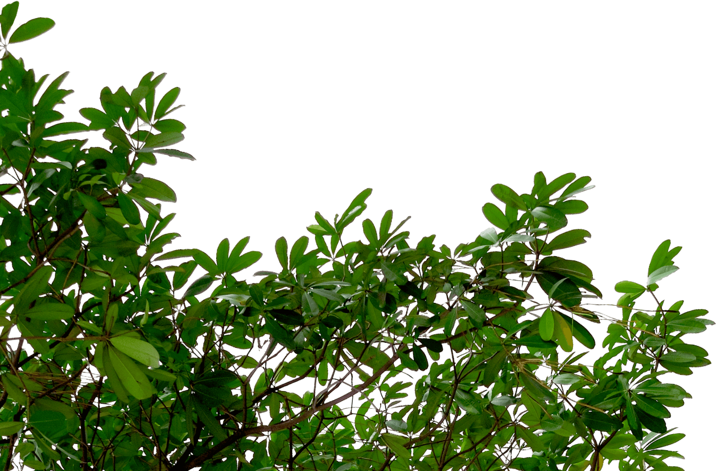 Bush Branches